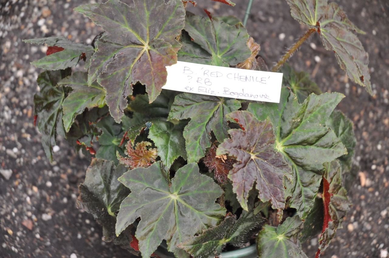 B. ‘Red Chenile’